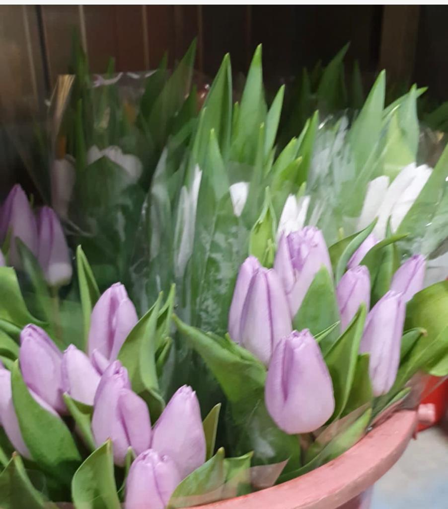 Valentine's day special bouquet - 20 Tulip